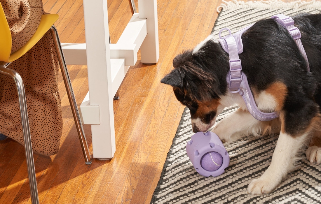 6 Dog Toys Your Furry Friend Will Love